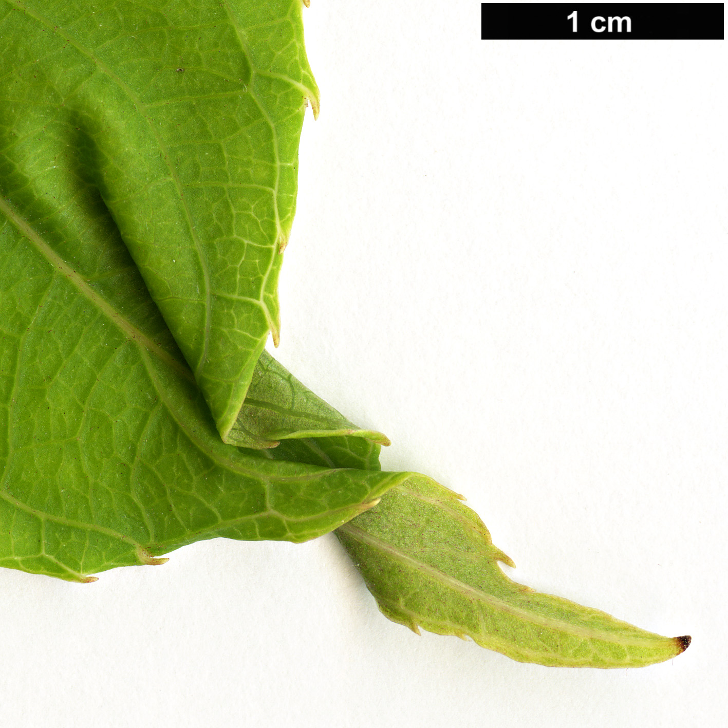 High resolution image: Family: Actinidiaceae - Genus: Actinidia - Taxon: arguta - SpeciesSub: var. purpurea